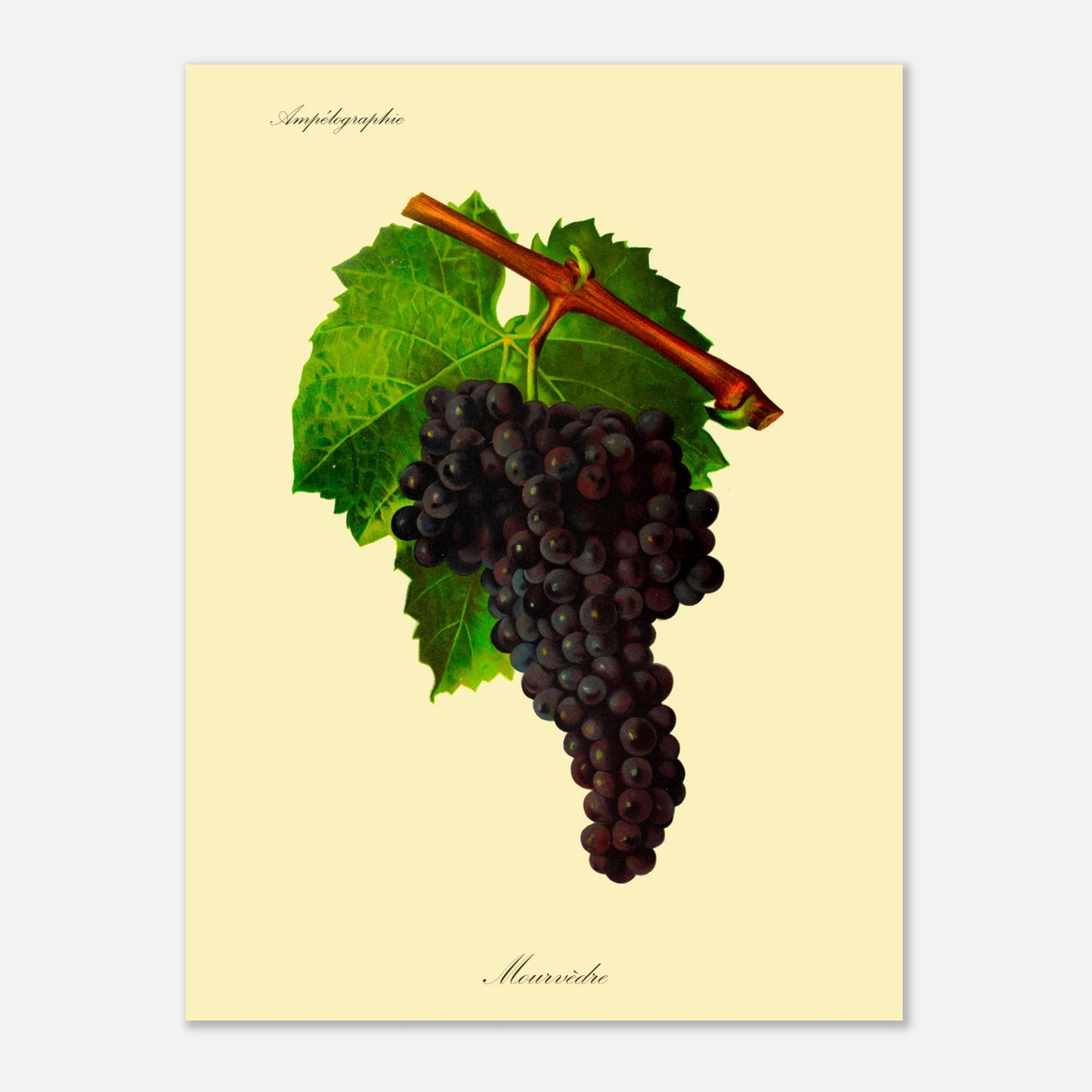 Planche ancienne du cépage Mourvèdre - Ampélographie (30x40 cm). Illustration botanique d'une grappe de raisin Mourvèdre sombre avec une feuille verte et une partie de branche sur fond beige.