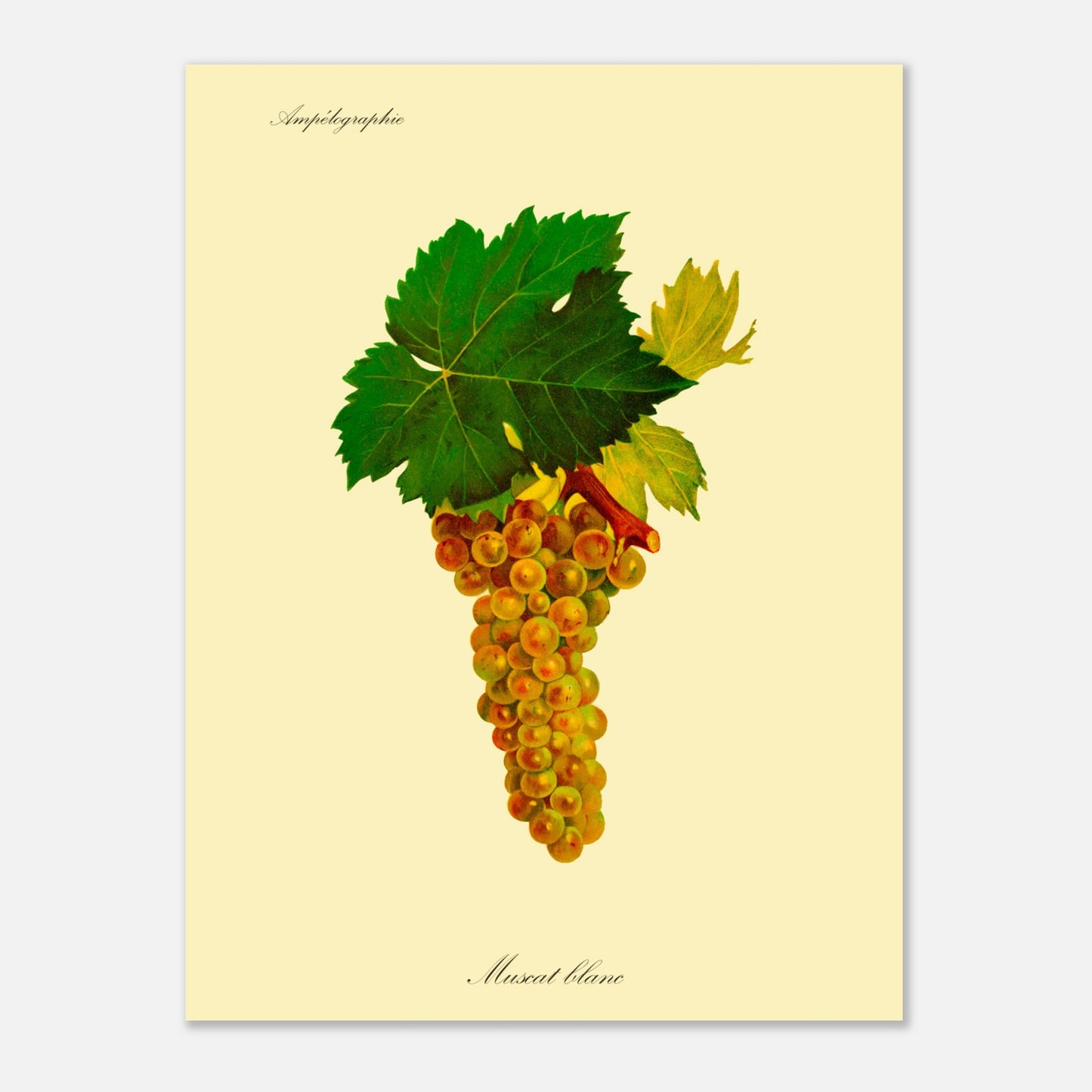 Planche ancienne du cépage Muscat blanc - Ampélographie (30x40 cm). Illustration botanique d'une grappe de raisins blancs aux feuilles vertes, avec le texte 'Ampélographie' en haut et 'Muscat blanc' en bas.