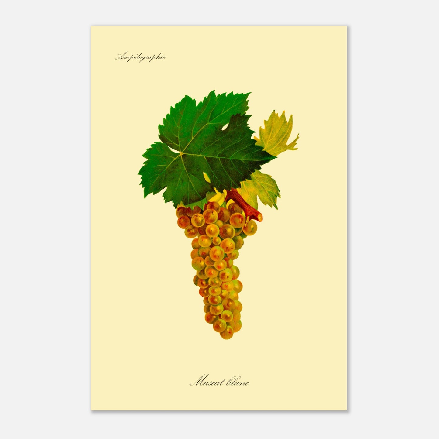 Planche ancienne du cépage Muscat blanc - Ampélographie (40x60 cm). Illustration botanique d'une grappe de raisins blancs aux feuilles vertes, avec le texte 'Ampélographie' en haut et 'Muscat blanc' en bas.