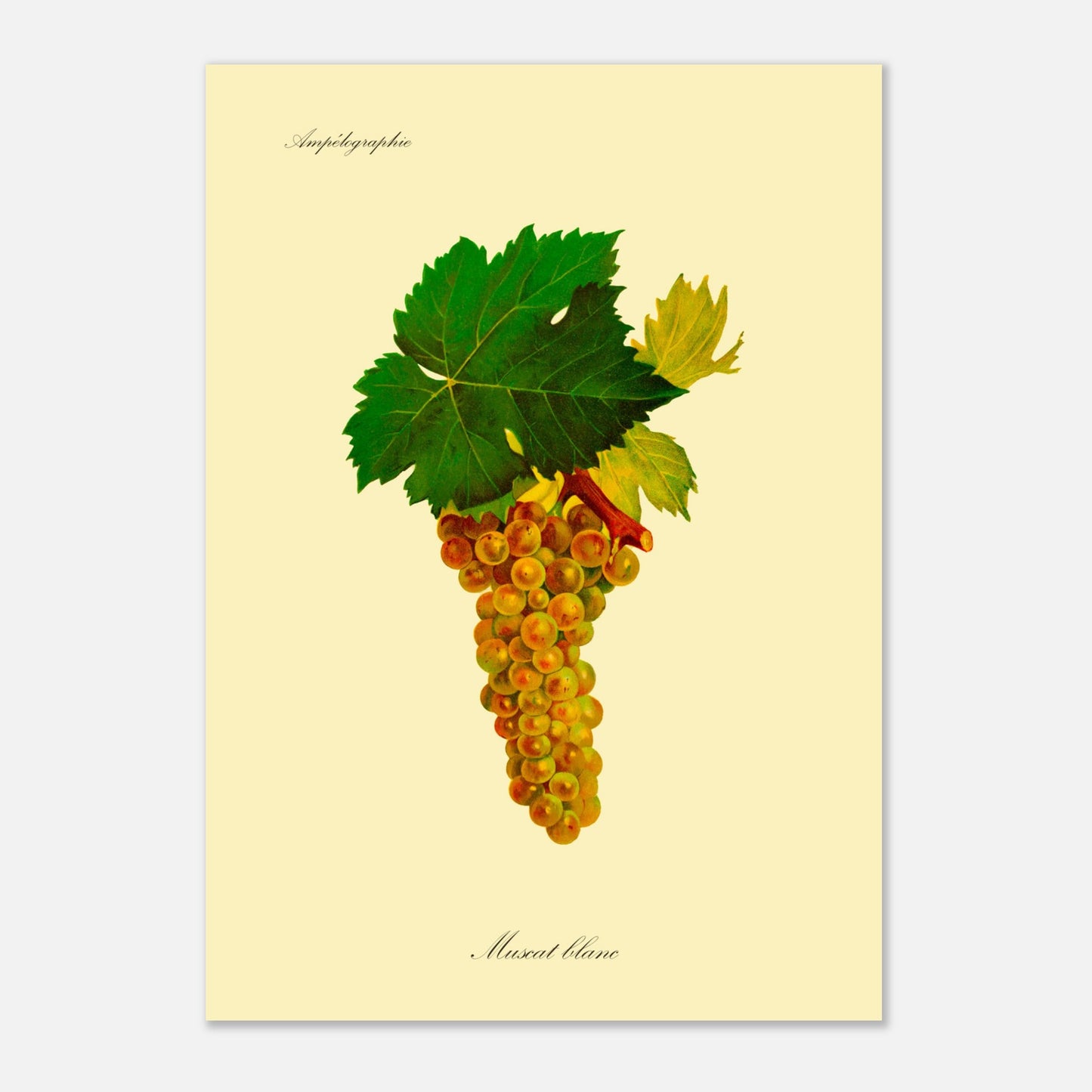 Planche ancienne du cépage Muscat blanc - Ampélographie (42x59,4 cm (A2)). Illustration botanique d'une grappe de raisins blancs aux feuilles vertes, avec le texte 'Ampélographie' en haut et 'Muscat blanc' en bas.