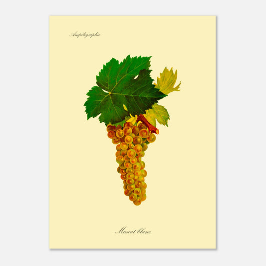 Planche ancienne du cépage Muscat blanc - Ampélographie (50x70 cm). Illustration botanique d'une grappe de raisins blancs aux feuilles vertes, avec le texte 'Ampélographie' en haut et 'Muscat blanc' en bas.