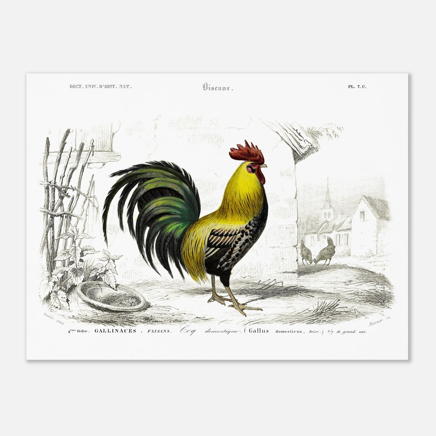 Planche ancienne d'un coq domestique par Charles d'Orbigny (30x40 cm). Illustration d'un coq domestique aux couleurs vives, mis en scène dans une cour avec des poules et des bâtiments villageois en arrière-plan.