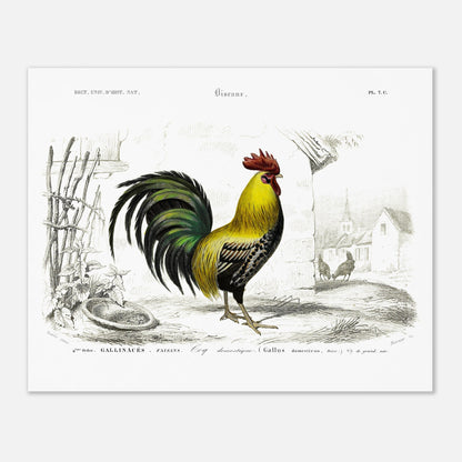 Planche ancienne d'un coq domestique par Charles d'Orbigny (40x50 cm). Illustration d'un coq domestique aux couleurs vives, mis en scène dans une cour avec des poules et des bâtiments villageois en arrière-plan.