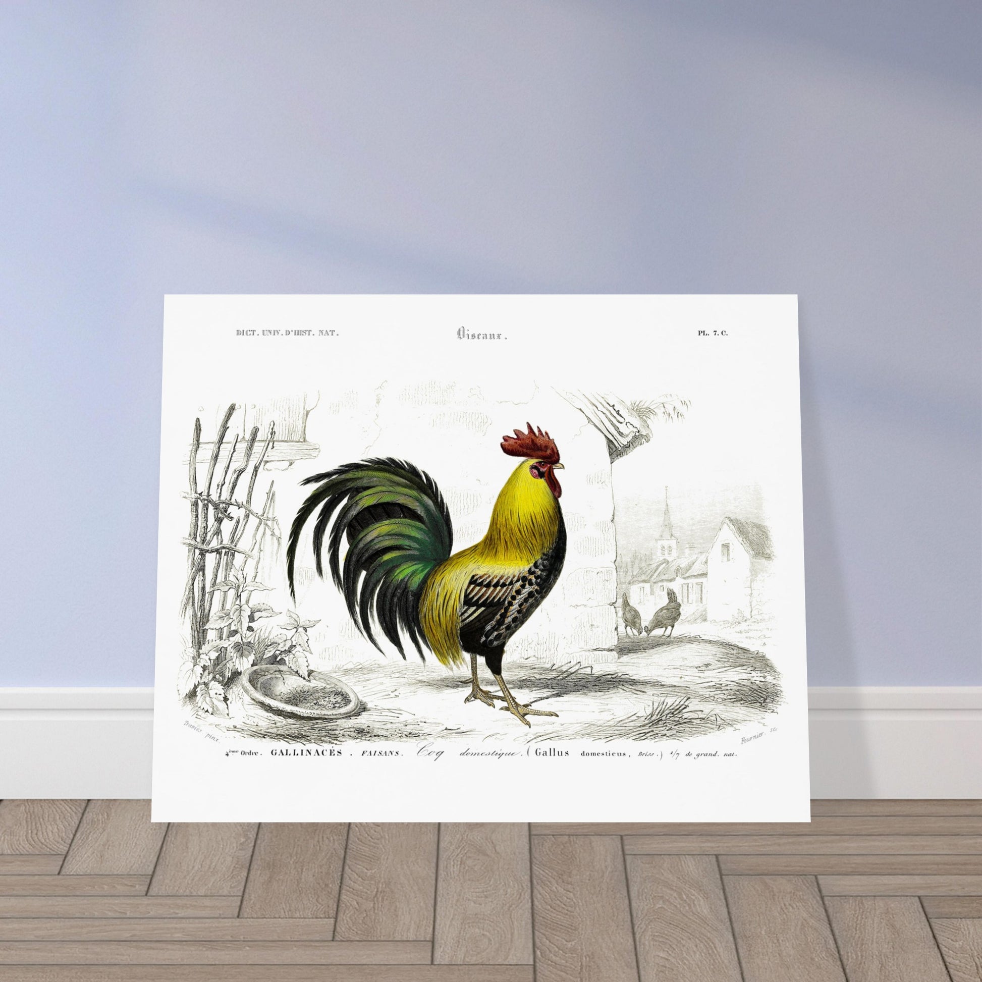 Planche ancienne d'un coq domestique par Charles d'Orbigny. Illustration d'un coq domestique aux couleurs vives, mis en scène dans une cour avec des poules et des bâtiments villageois en arrière-plan. Image d'illustration 5