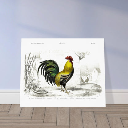 Planche ancienne d'un coq domestique par Charles d'Orbigny. Illustration d'un coq domestique aux couleurs vives, mis en scène dans une cour avec des poules et des bâtiments villageois en arrière-plan. Image d'illustration 5
