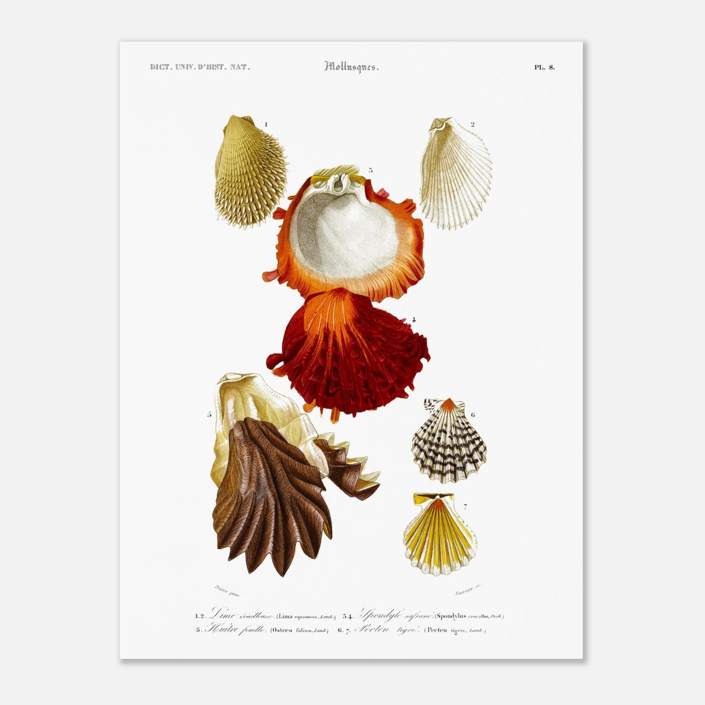 Gravure ancienne de coquillages : Lime écailleuse et Pectinidés, d'Orbigny (30x40 cm). Planche scientifique illustrant différents coquillages, dont une lime écailleuse et des pectinidés.