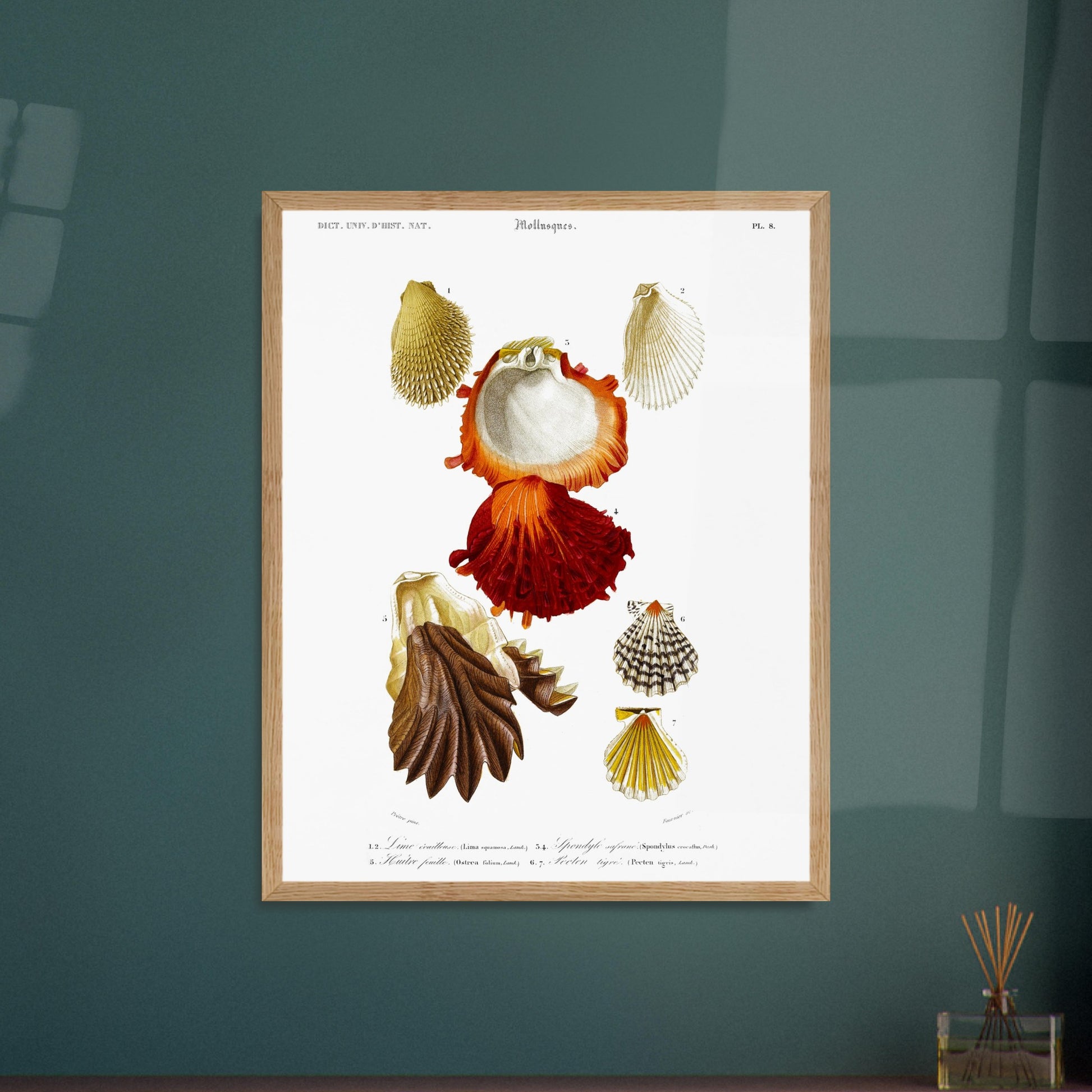Gravure ancienne de coquillages : Lime écailleuse et Pectinidés, d'Orbigny. Planche scientifique illustrant différents coquillages, dont une lime écailleuse et des pectinidés. Image d'illustration 5