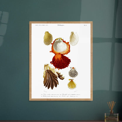 Gravure ancienne de coquillages : Lime écailleuse et Pectinidés, d'Orbigny. Planche scientifique illustrant différents coquillages, dont une lime écailleuse et des pectinidés. Image d'illustration 5