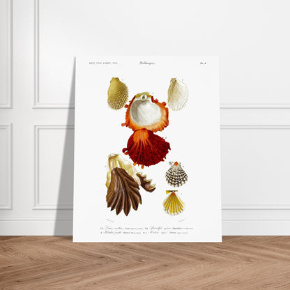 Gravure ancienne de coquillages : Lime écailleuse et Pectinidés, d'Orbigny. Planche scientifique illustrant différents coquillages, dont une lime écailleuse et des pectinidés. Image d'illustration 6