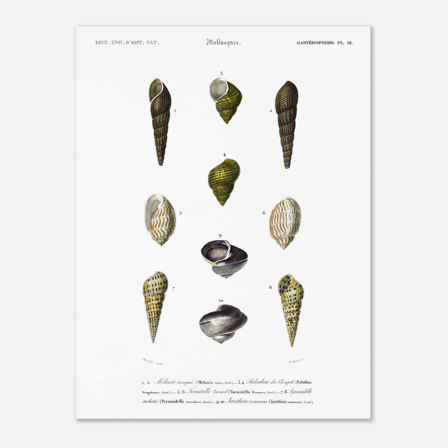 Planche malacologique : Coquillages et Paludine du Bengale (30x40 cm). Planche malacologique du Dictionnaire Universel d'Histoire Naturelle de Charles d'Orbigny présentant différentes espèces de coquillages, dont la Paludine du Bengale, avec des numérotations et des descriptions scientifiques.