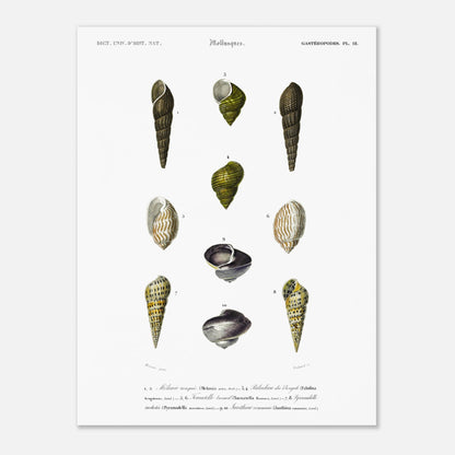 Planche malacologique : Coquillages et Paludine du Bengale (30x40 cm). Planche malacologique du Dictionnaire Universel d'Histoire Naturelle de Charles d'Orbigny présentant différentes espèces de coquillages, dont la Paludine du Bengale, avec des numérotations et des descriptions scientifiques.