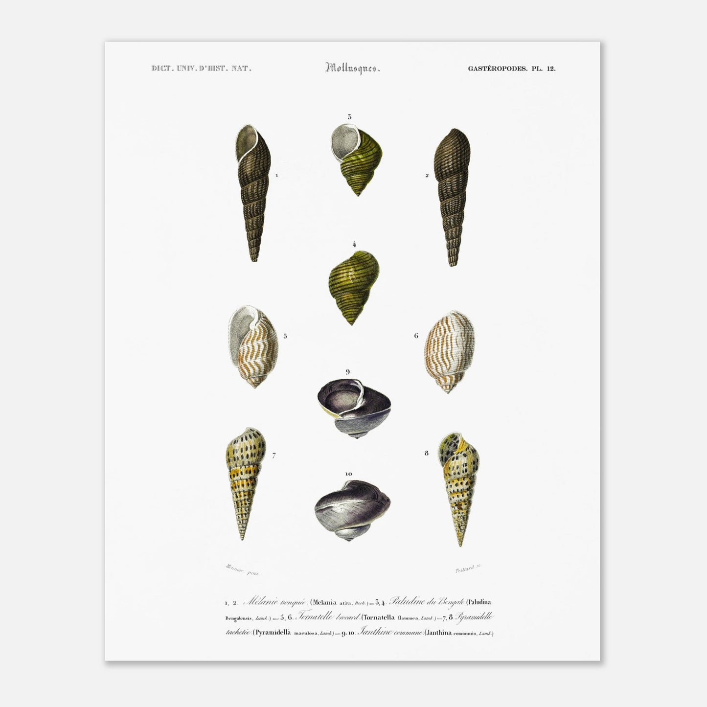 Planche malacologique : Coquillages et Paludine du Bengale (40x50 cm). Planche malacologique du Dictionnaire Universel d'Histoire Naturelle de Charles d'Orbigny présentant différentes espèces de coquillages, dont la Paludine du Bengale, avec des numérotations et des descriptions scientifiques.