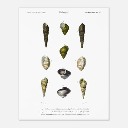 Planche malacologique : Coquillages et Paludine du Bengale (40x50 cm). Planche malacologique du Dictionnaire Universel d'Histoire Naturelle de Charles d'Orbigny présentant différentes espèces de coquillages, dont la Paludine du Bengale, avec des numérotations et des descriptions scientifiques.