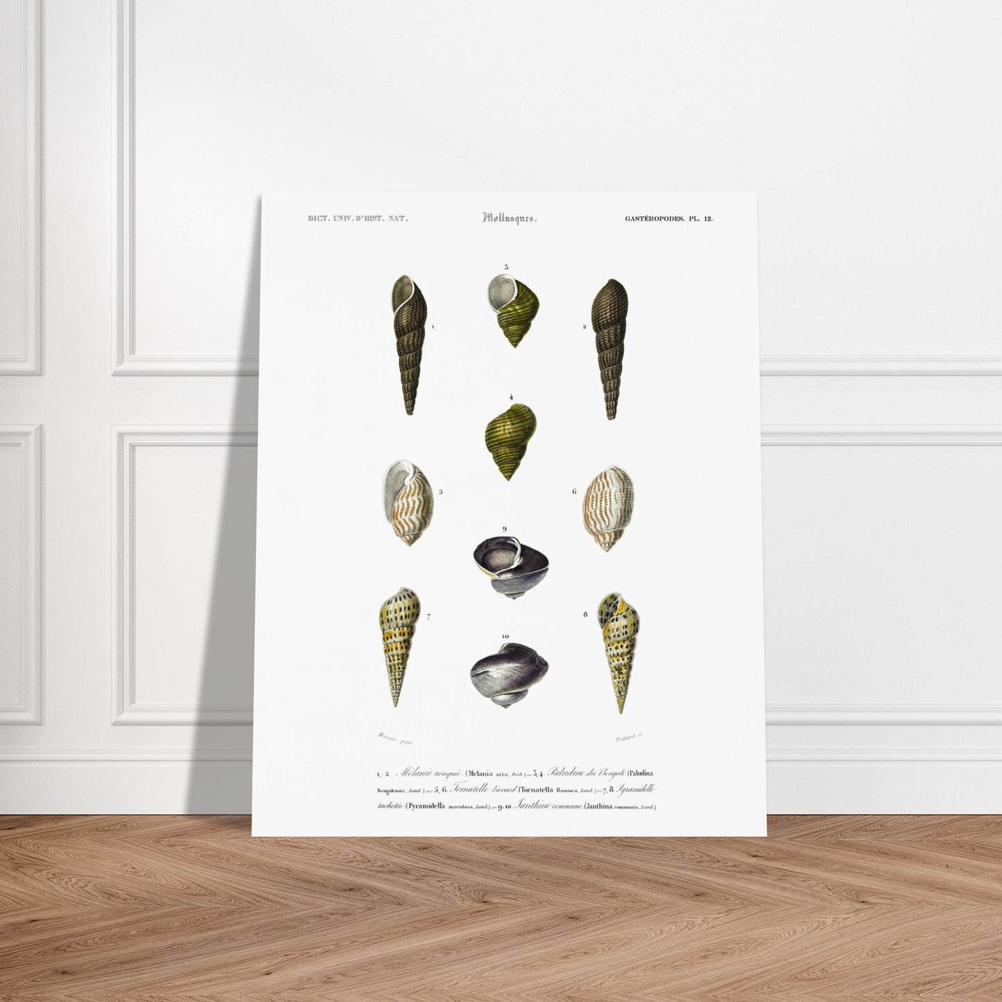 Planche malacologique : Coquillages et Paludine du Bengale. Planche malacologique du Dictionnaire Universel d'Histoire Naturelle de Charles d'Orbigny présentant différentes espèces de coquillages, dont la Paludine du Bengale, avec des numérotations et des descriptions scientifiques. Image d'illustration 5