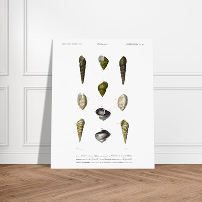 Planche malacologique : Coquillages et Paludine du Bengale. Planche malacologique du Dictionnaire Universel d'Histoire Naturelle de Charles d'Orbigny présentant différentes espèces de coquillages, dont la Paludine du Bengale, avec des numérotations et des descriptions scientifiques. Image d'illustration 5