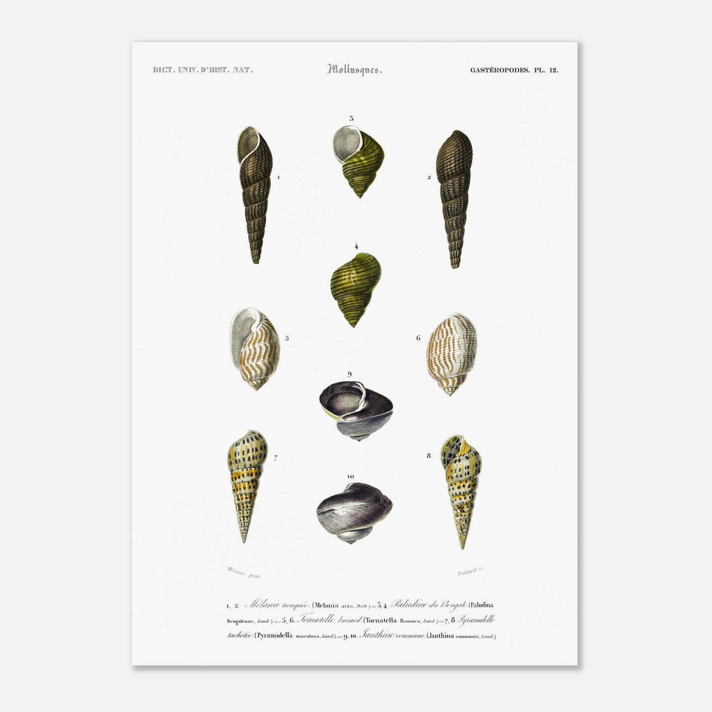 Planche malacologique : Coquillages et Paludine du Bengale (50x70 cm). Planche malacologique du Dictionnaire Universel d'Histoire Naturelle de Charles d'Orbigny présentant différentes espèces de coquillages, dont la Paludine du Bengale, avec des numérotations et des descriptions scientifiques.