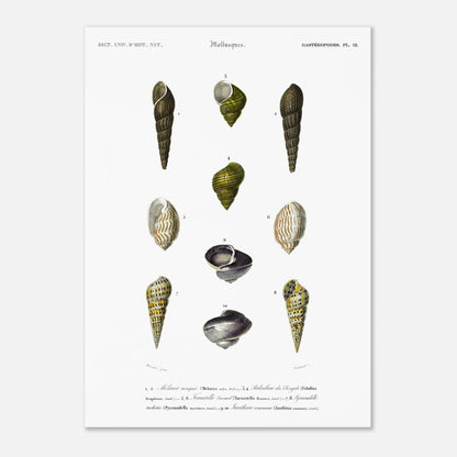 Planche malacologique : Coquillages et Paludine du Bengale (50x70 cm). Planche malacologique du Dictionnaire Universel d'Histoire Naturelle de Charles d'Orbigny présentant différentes espèces de coquillages, dont la Paludine du Bengale, avec des numérotations et des descriptions scientifiques.