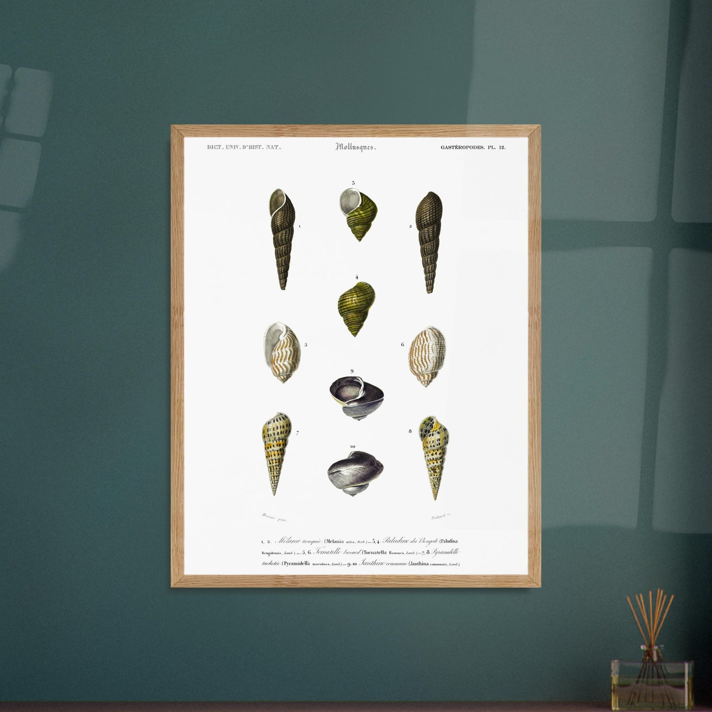 Planche malacologique : Coquillages et Paludine du Bengale. Planche malacologique du Dictionnaire Universel d'Histoire Naturelle de Charles d'Orbigny présentant différentes espèces de coquillages, dont la Paludine du Bengale, avec des numérotations et des descriptions scientifiques. Image d'illustration 6