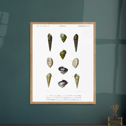 Planche malacologique : Coquillages et Paludine du Bengale. Planche malacologique du Dictionnaire Universel d'Histoire Naturelle de Charles d'Orbigny présentant différentes espèces de coquillages, dont la Paludine du Bengale, avec des numérotations et des descriptions scientifiques. Image d'illustration 6