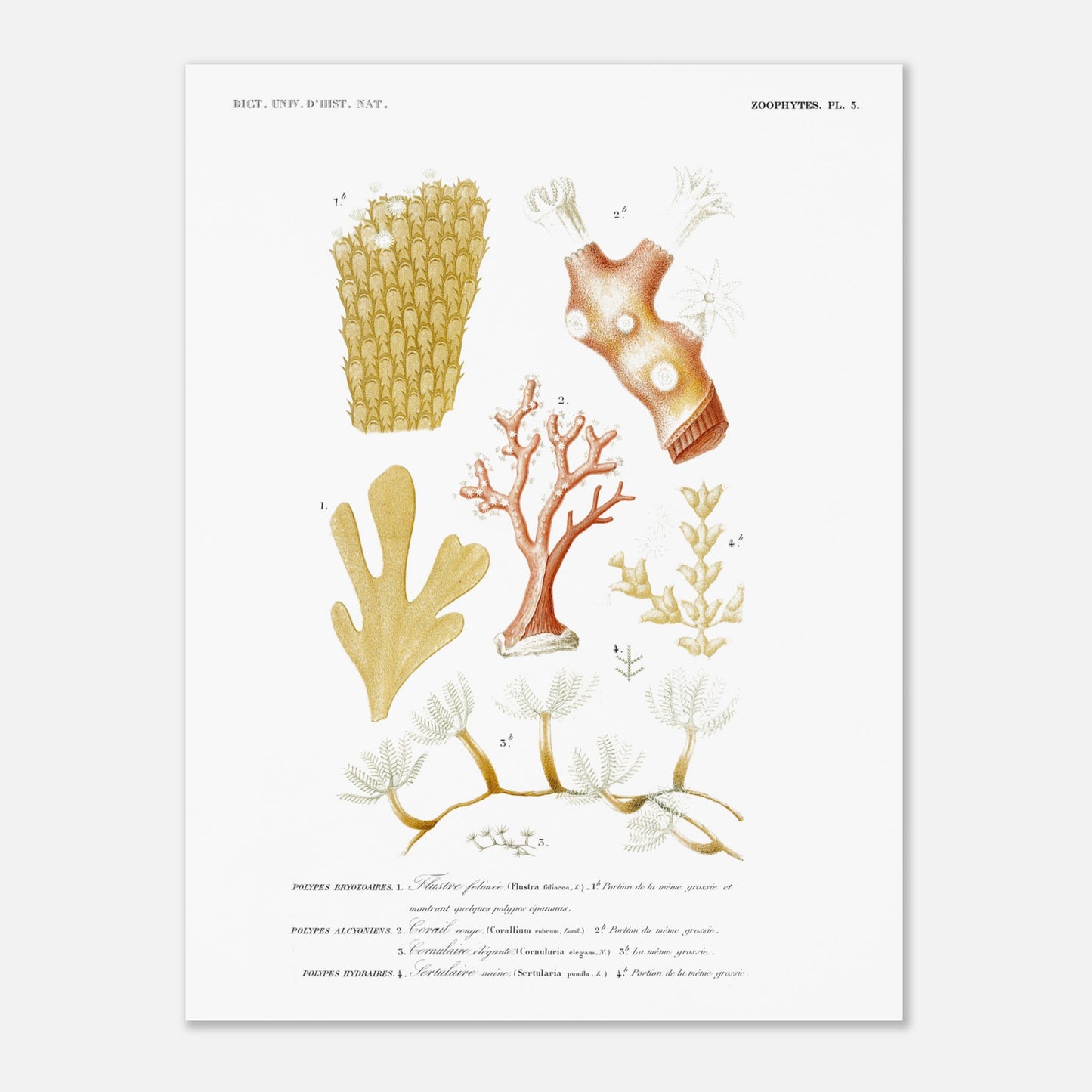 Planche naturaliste : Polypes, Corail rouge et Bryozoaires (30x40 cm). Planche naturaliste ancienne illustrant plusieurs spécimens de polypes bryozoaires, polypes alcyonaires et polypes hydraires.