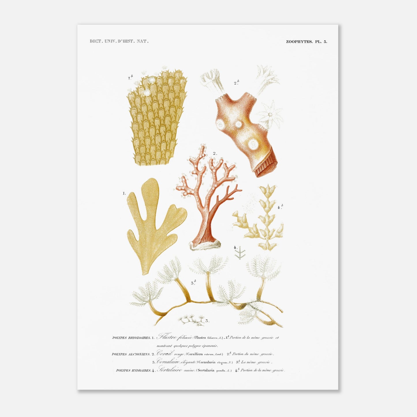 Planche naturaliste : Polypes, Corail rouge et Bryozoaires (50x70 cm). Planche naturaliste ancienne illustrant plusieurs spécimens de polypes bryozoaires, polypes alcyonaires et polypes hydraires.