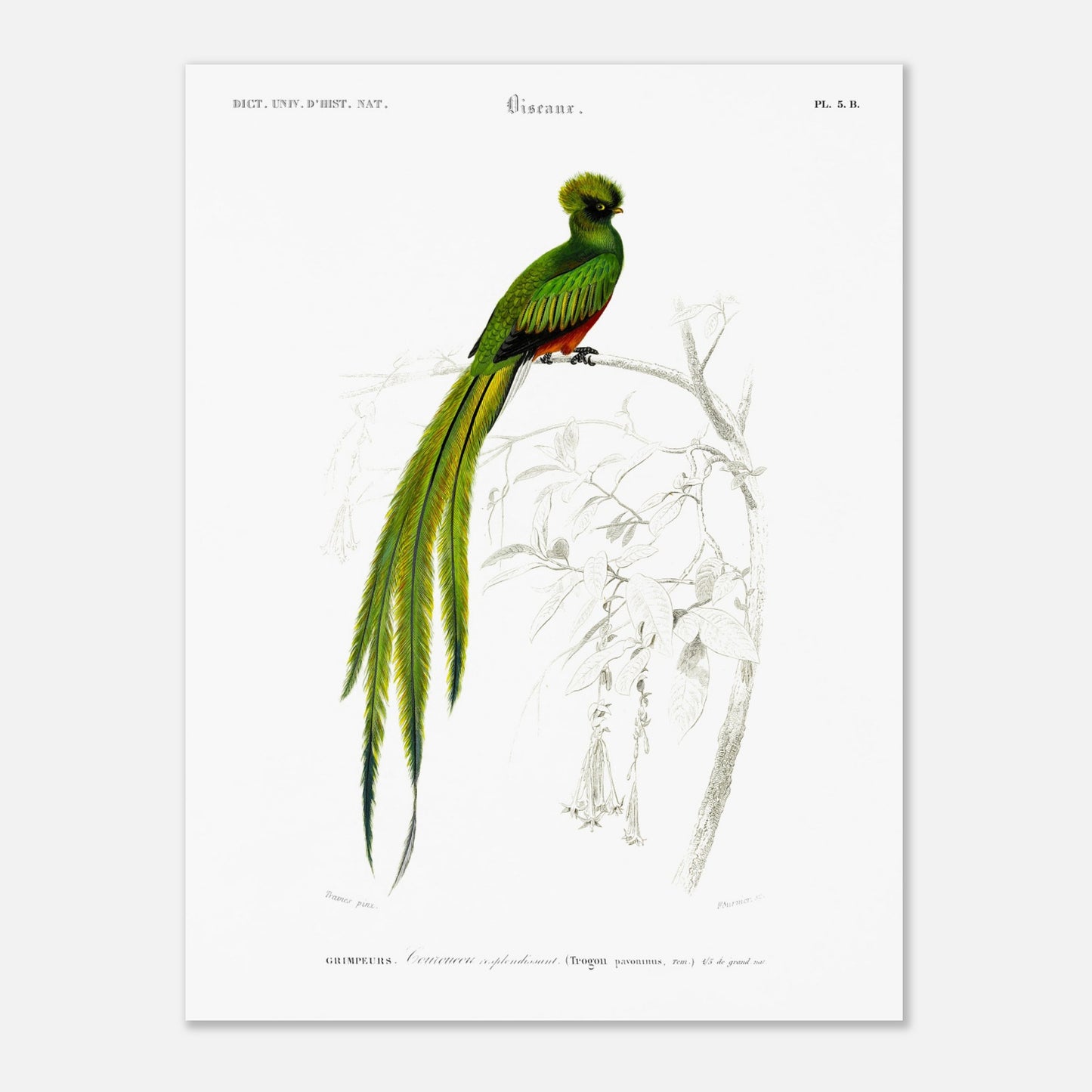 Planche naturaliste ancienne du Couroucou resplendissant par d'Orbigny (30x40 cm). Planche naturaliste d'un Couroucou resplendissant perché sur une branche d'arbre, avec des fleurs dessinées au trait en arrière-plan.