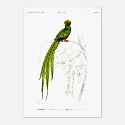 Planche naturaliste ancienne du Couroucou resplendissant par d'Orbigny (42x59,4 cm (A2)). Planche naturaliste d'un Couroucou resplendissant perché sur une branche d'arbre, avec des fleurs dessinées au trait en arrière-plan.