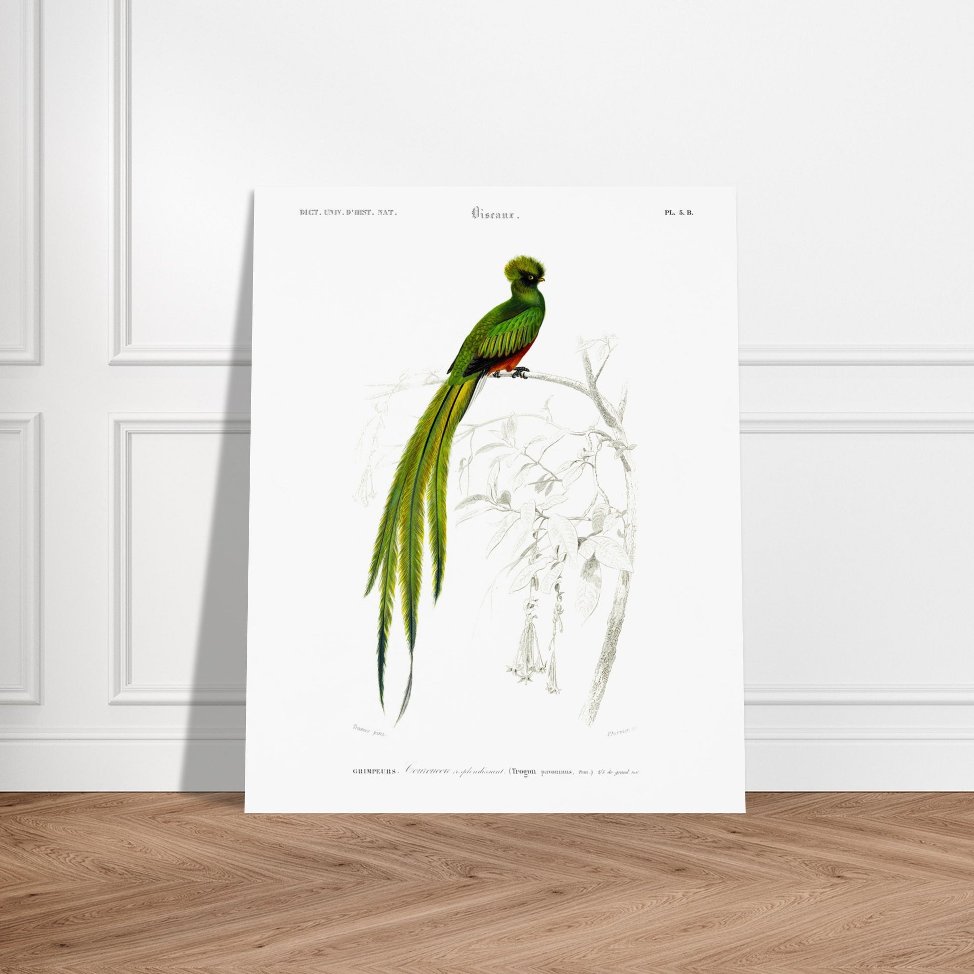 Planche naturaliste ancienne du Couroucou resplendissant par d'Orbigny. Planche naturaliste d'un Couroucou resplendissant perché sur une branche d'arbre, avec des fleurs dessinées au trait en arrière-plan. Image d'illustration 5