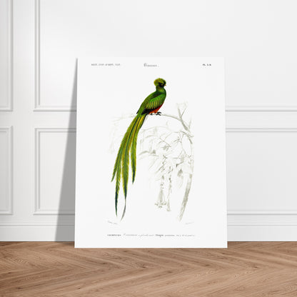 Planche naturaliste ancienne du Couroucou resplendissant par d'Orbigny. Planche naturaliste d'un Couroucou resplendissant perché sur une branche d'arbre, avec des fleurs dessinées au trait en arrière-plan. Image d'illustration 5