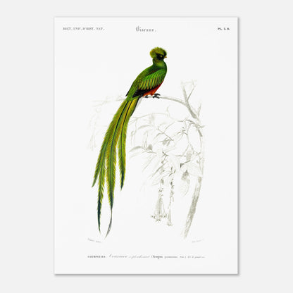 Planche naturaliste ancienne du Couroucou resplendissant par d'Orbigny (50x70 cm). Planche naturaliste d'un Couroucou resplendissant perché sur une branche d'arbre, avec des fleurs dessinées au trait en arrière-plan.