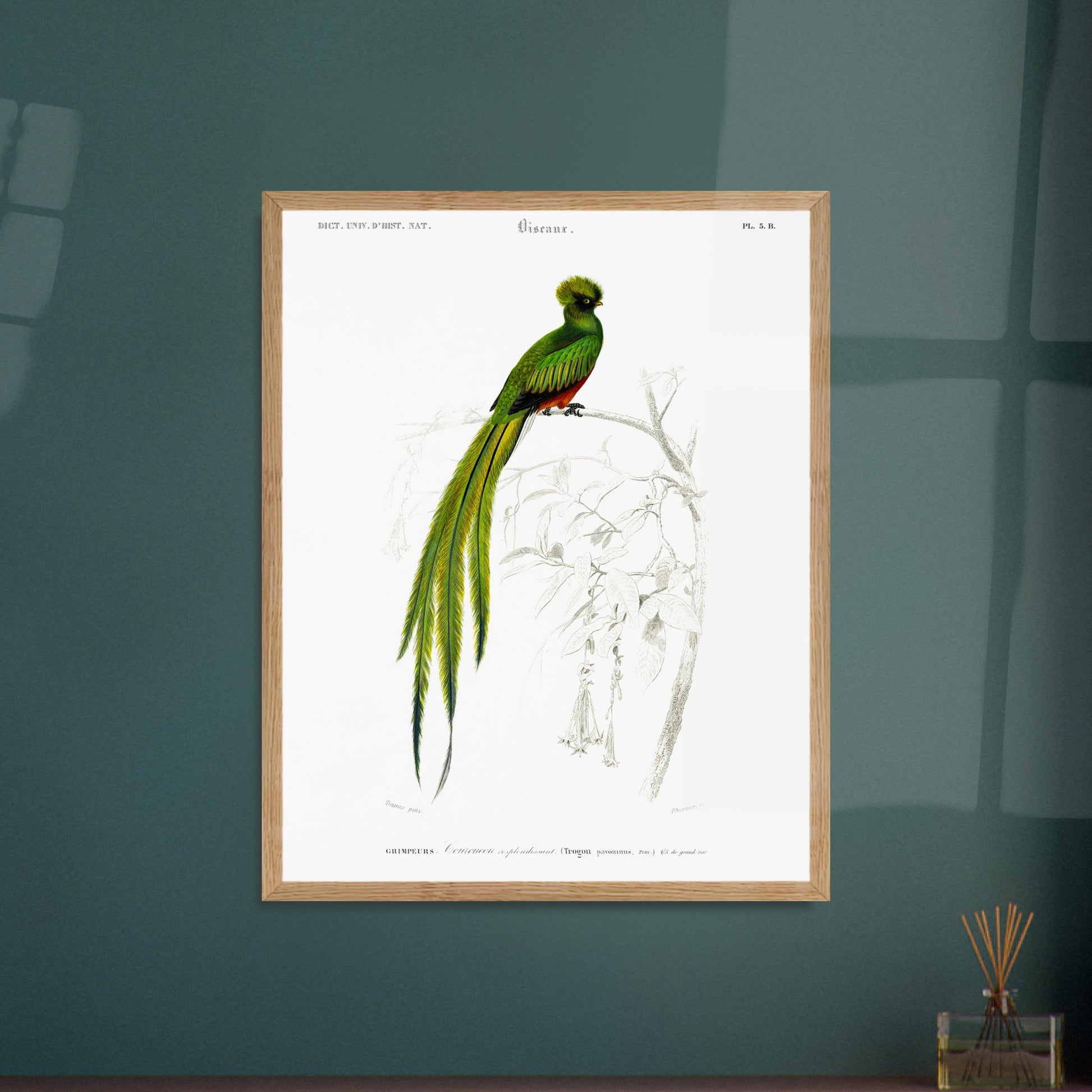 Planche naturaliste ancienne du Couroucou resplendissant par d'Orbigny. Planche naturaliste d'un Couroucou resplendissant perché sur une branche d'arbre, avec des fleurs dessinées au trait en arrière-plan. Image d'illustration 6