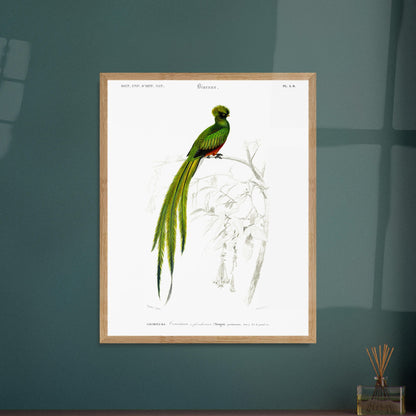 Planche naturaliste ancienne du Couroucou resplendissant par d'Orbigny. Planche naturaliste d'un Couroucou resplendissant perché sur une branche d'arbre, avec des fleurs dessinées au trait en arrière-plan. Image d'illustration 6