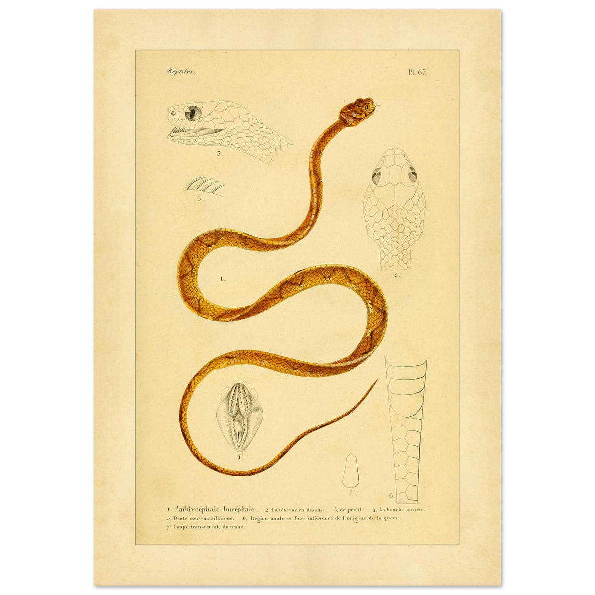 Alte Tafel des Indischen Dipsadomore (Amblycephalus) (21x29,7 cm (A4)). Alte Illustrationstafel von Molchen, die drei verschiedene Arten zeigt: den Marmormolch (1), den gekrümmten Molch (2) und den punktierten Molch (3), jeweils im Profil dargestellt.