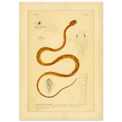 Alte Tafel des Indischen Dipsadomore (Amblycephalus) (21x29,7 cm (A4)). Alte Illustrationstafel von Molchen, die drei verschiedene Arten zeigt: den Marmormolch (1), den gekrümmten Molch (2) und den punktierten Molch (3), jeweils im Profil dargestellt.