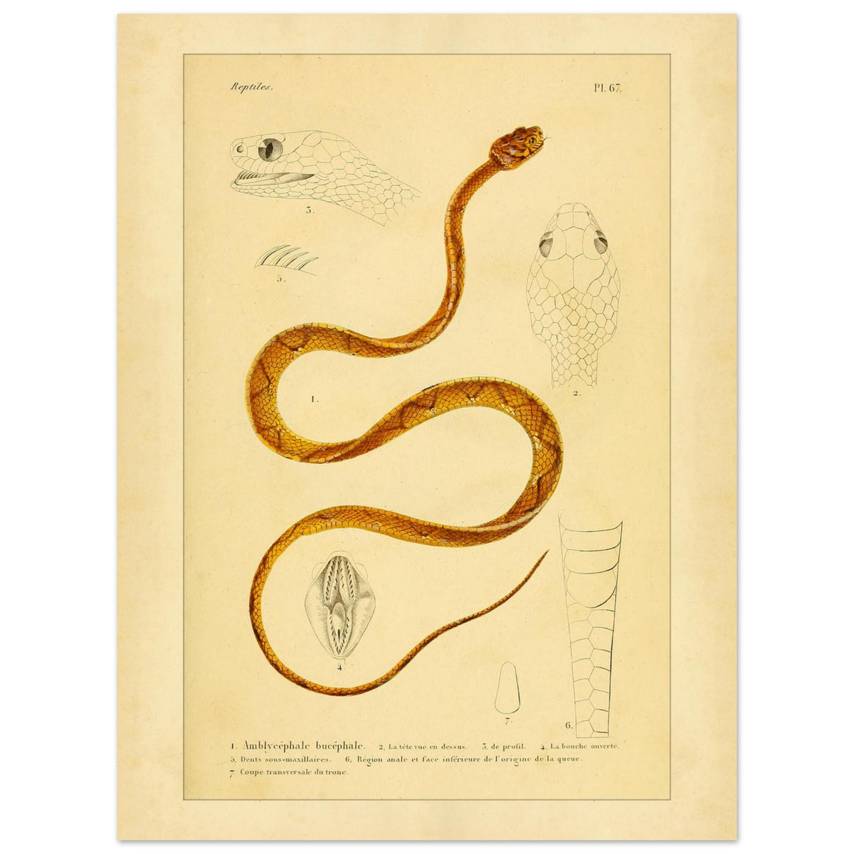 Alte Tafel des Indischen Dipsadomore (Amblycephalus) (30x40 cm). Alte Illustrationstafel von Molchen, die drei verschiedene Arten zeigt: den Marmormolch (1), den gekrümmten Molch (2) und den punktierten Molch (3), jeweils im Profil dargestellt.