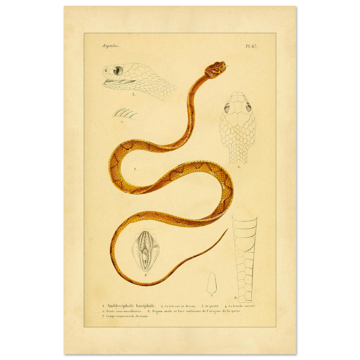 Alte Tafel des Indischen Dipsadomore (Amblycephalus) (40x60 cm). Alte Illustrationstafel von Molchen, die drei verschiedene Arten zeigt: den Marmormolch (1), den gekrümmten Molch (2) und den punktierten Molch (3), jeweils im Profil dargestellt.