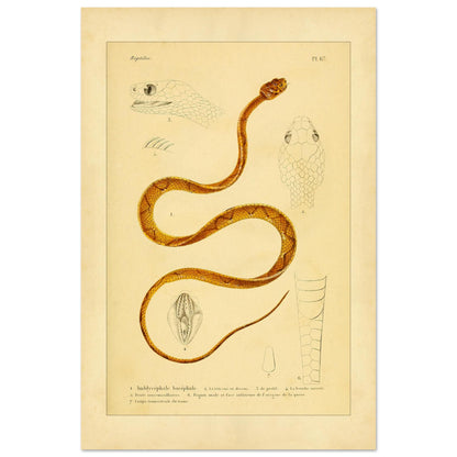 Alte Tafel des Indischen Dipsadomore (Amblycephalus) (40x60 cm). Alte Illustrationstafel von Molchen, die drei verschiedene Arten zeigt: den Marmormolch (1), den gekrümmten Molch (2) und den punktierten Molch (3), jeweils im Profil dargestellt.