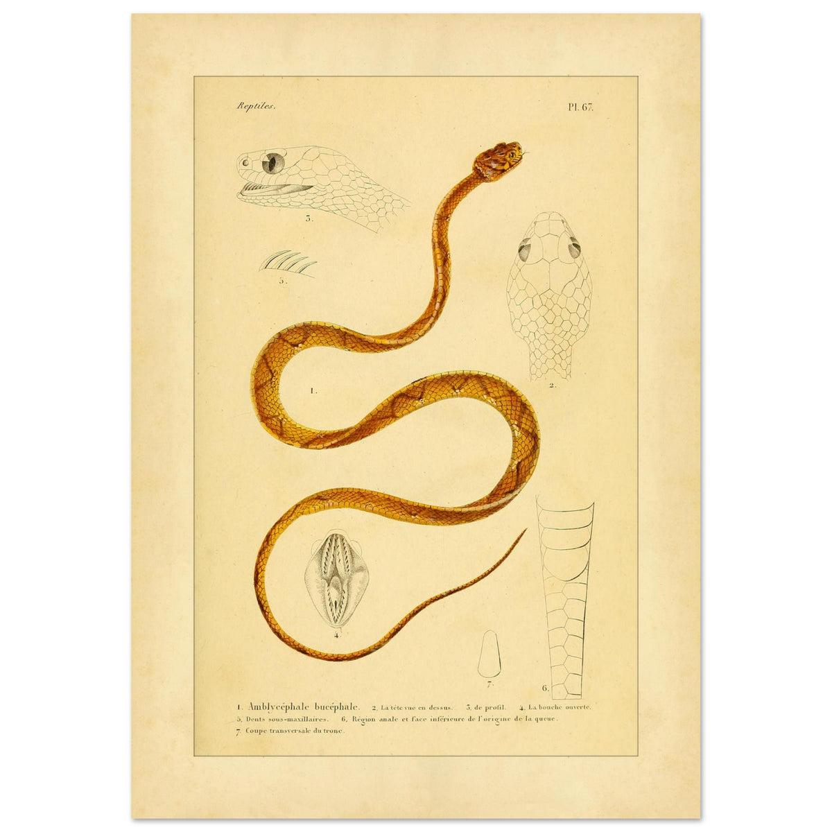 Alte Tafel des Indischen Dipsadomore (Amblycephalus) (42x59,4 cm (A2)). Alte Illustrationstafel von Molchen, die drei verschiedene Arten zeigt: den Marmormolch (1), den gekrümmten Molch (2) und den punktierten Molch (3), jeweils im Profil dargestellt.