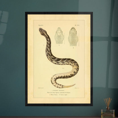 Alte Tafel der Echidna und der Vipern Frankreichs. Antike Tafel einer Schlange, der stößenden Echidna, mit bräunlichen und schwarzen Mustern sowie detaillierten Abbildungen ihres von oben betrachteten Kopfes und der Köpfe zweier gewöhnlicher Vipern Frankreichs, Pelias berus und Vipera aspis.