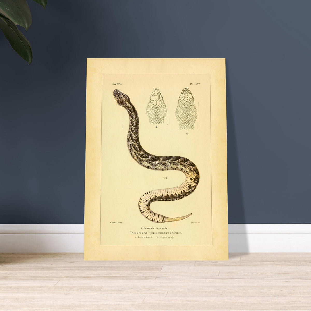 Alte Tafel der Echidna und der Vipern Frankreichs. Antike Tafel einer Schlange, der stößenden Echidna, mit bräunlichen und schwarzen Mustern sowie detaillierten Abbildungen ihres von oben betrachteten Kopfes und der Köpfe zweier gewöhnlicher Vipern Frankreichs, Pelias berus und Vipera aspis.