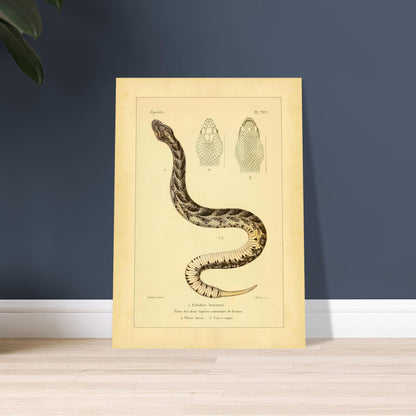 Alte Tafel der Echidna und der Vipern Frankreichs. Antike Tafel einer Schlange, der stößenden Echidna, mit bräunlichen und schwarzen Mustern sowie detaillierten Abbildungen ihres von oben betrachteten Kopfes und der Köpfe zweier gewöhnlicher Vipern Frankreichs, Pelias berus und Vipera aspis.