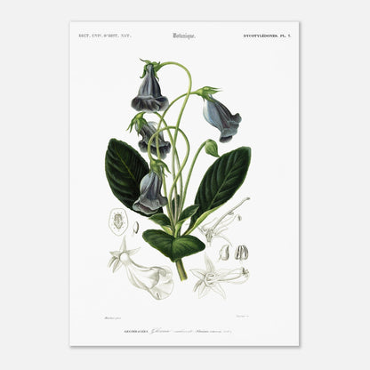 Planche botanique ancienne : Gloxinie caulescente – d'Orbigny (29,7x42 cm (A3)). Planche botanique d'une Gloxinie caulescente, avec des détails anatomiques de la fleur et des feuilles.