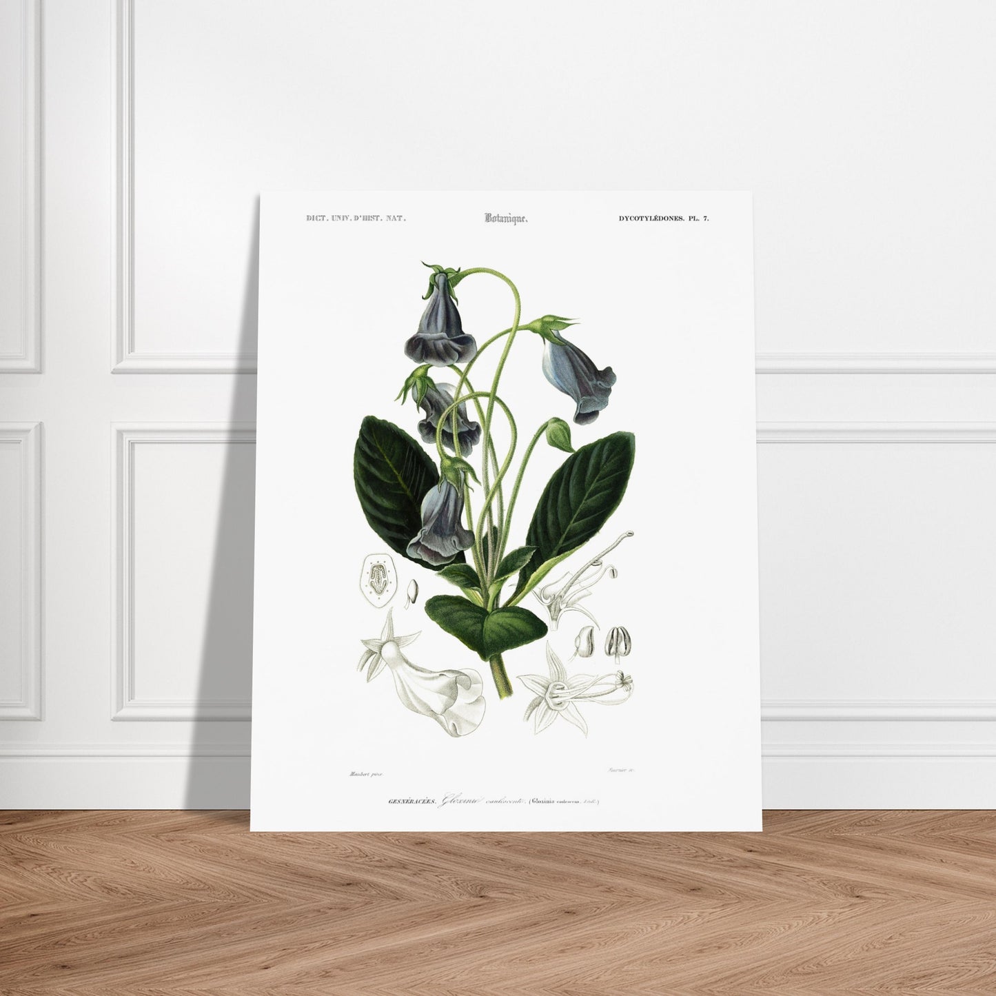 Planche botanique ancienne : Gloxinie caulescente – d'Orbigny. Planche botanique d'une Gloxinie caulescente, avec des détails anatomiques de la fleur et des feuilles. Image d'illustration 5