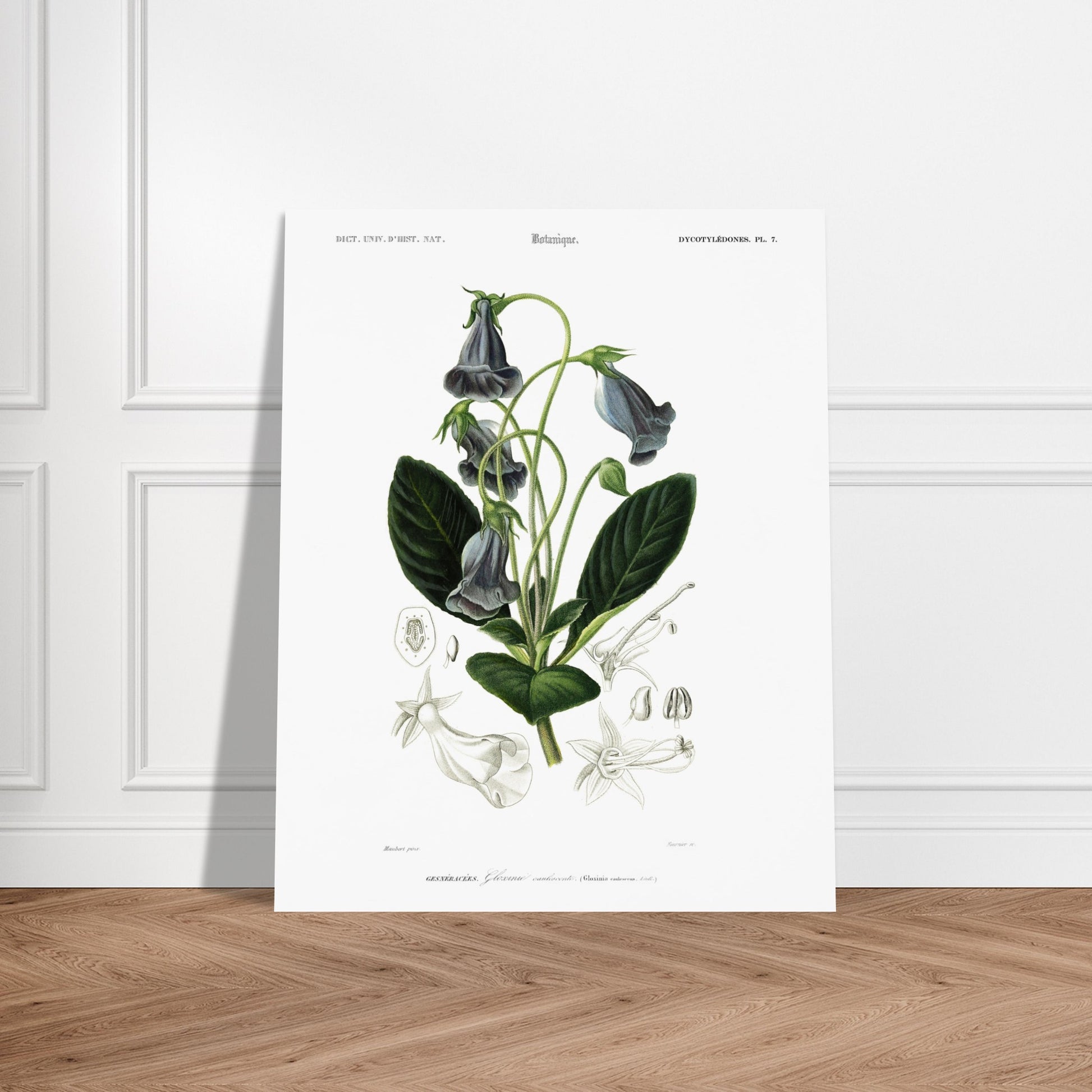 Planche botanique ancienne : Gloxinie caulescente – d'Orbigny. Planche botanique d'une Gloxinie caulescente, avec des détails anatomiques de la fleur et des feuilles. Image d'illustration 5