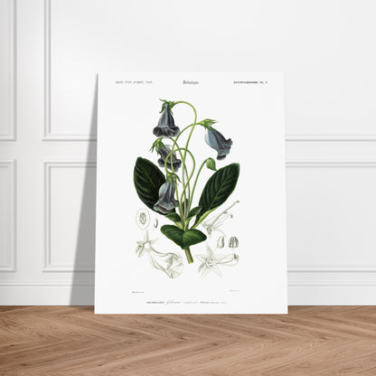 Planche botanique ancienne : Gloxinie caulescente – d'Orbigny. Planche botanique d'une Gloxinie caulescente, avec des détails anatomiques de la fleur et des feuilles. Image d'illustration 5