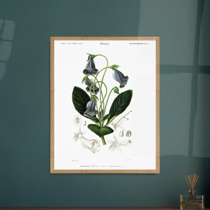 Planche botanique ancienne : Gloxinie caulescente – d'Orbigny. Planche botanique d'une Gloxinie caulescente, avec des détails anatomiques de la fleur et des feuilles. Image d'illustration 6