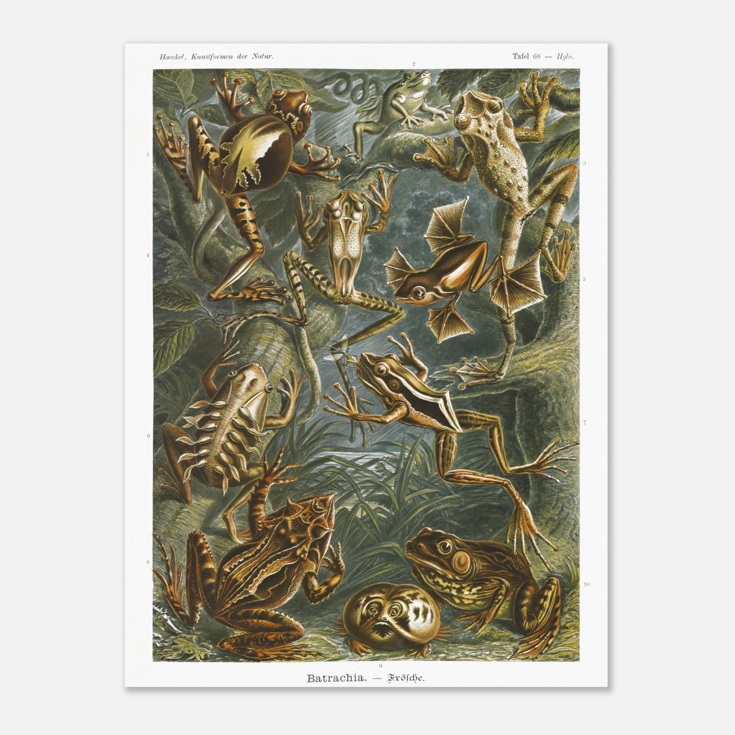 Planche ancienne Grenouilles et T)tards - Ernst Haeckel (30x40 cm). Planche illustrant diverses espèces de grenouilles et leurs têtards, issue des "Kunstformen der Natur" d'Ernst Haeckel, avec des annotations numériques.