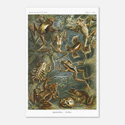 Planche ancienne Grenouilles et T)tards - Ernst Haeckel (40x60 cm). Planche illustrant diverses espèces de grenouilles et leurs têtards, issue des "Kunstformen der Natur" d'Ernst Haeckel, avec des annotations numériques.