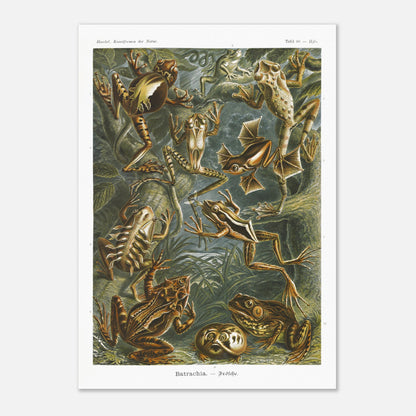 Planche ancienne Grenouilles et T)tards - Ernst Haeckel (42x59,4 cm (A2)). Planche illustrant diverses espèces de grenouilles et leurs têtards, issue des "Kunstformen der Natur" d'Ernst Haeckel, avec des annotations numériques.