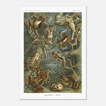 Planche ancienne Grenouilles et T)tards - Ernst Haeckel (50x70 cm). Planche illustrant diverses espèces de grenouilles et leurs têtards, issue des "Kunstformen der Natur" d'Ernst Haeckel, avec des annotations numériques.